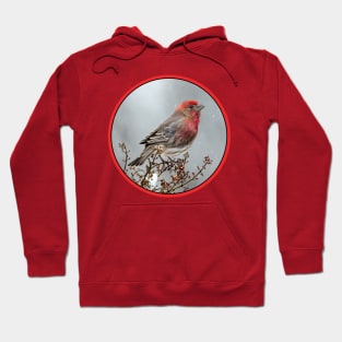 House Finch in Snow Photograph Hoodie